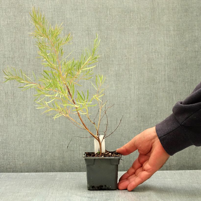 Exemplaar van Eucalyptus nicholii - Gomboom Kweekpotje van 8/9 cm zoals geleverd in de zomer