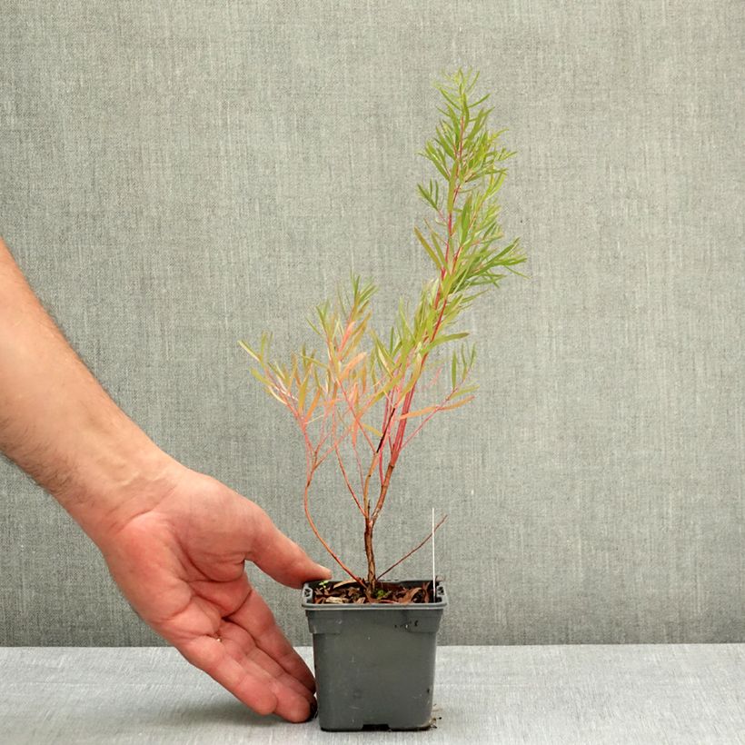 Exemplaar van Eucalyptus nicholii - Gomboom Kweekpotje van 8/9 cm zoals geleverd in de lente