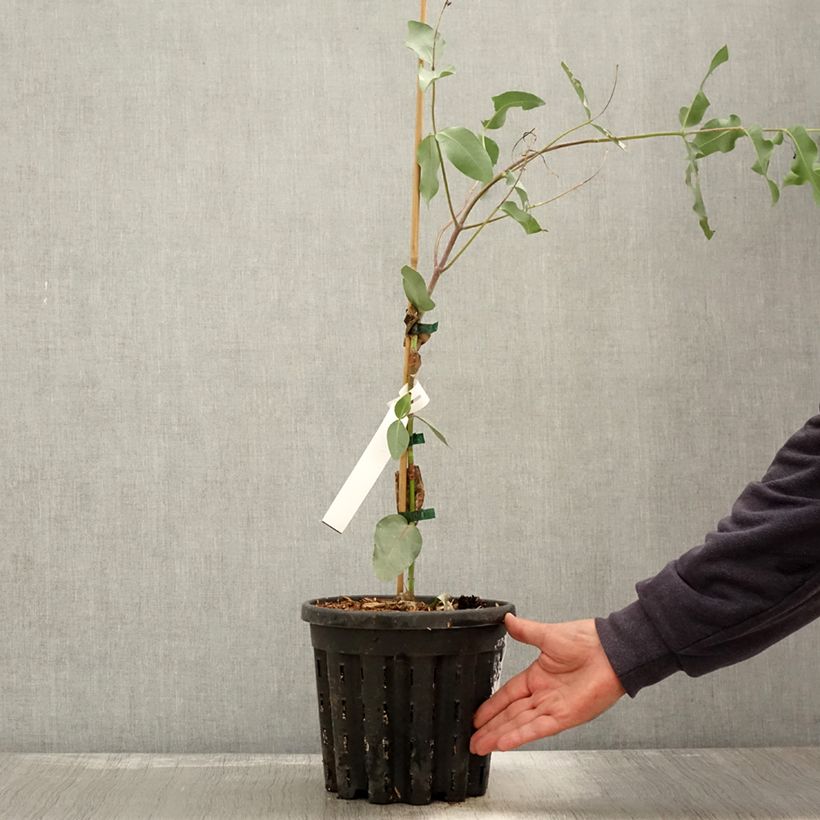 Exemplaar van Eucalyptus nitens - Gommier brillant Pot de 4L/5L, Pot anti-chignon zoals geleverd in de herfst