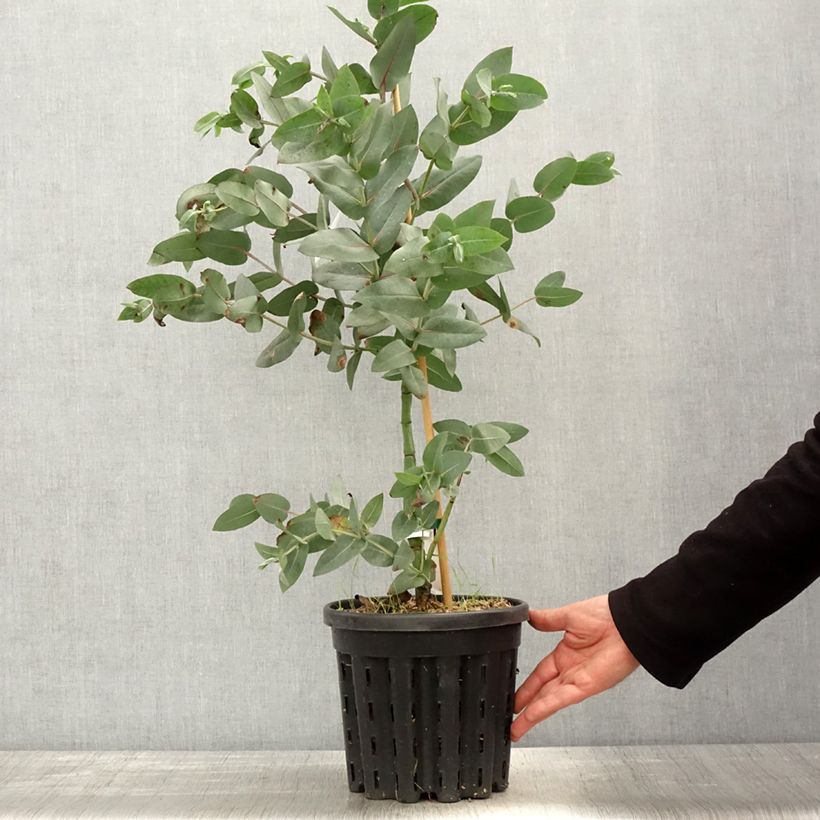 Exemplaar van Eucalyptus nitens - Gomboom Pot van 4 l/5 l zoals geleverd in de lente