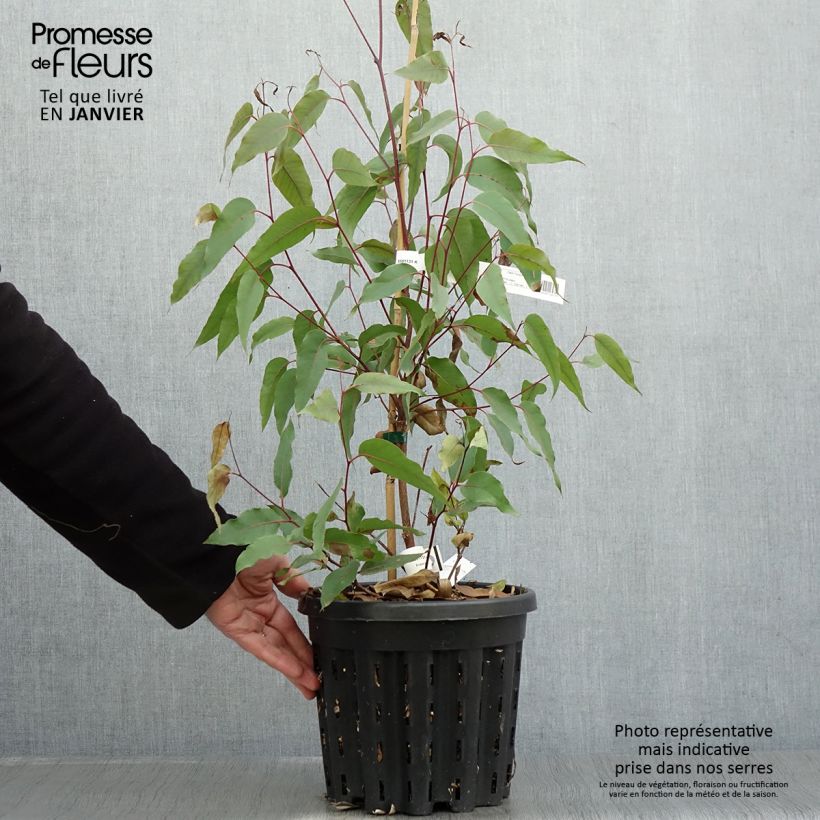 Example of Eucalyptus obliqua - Eucalyptus géant Pot van 4 l/5 l as you get in hiver