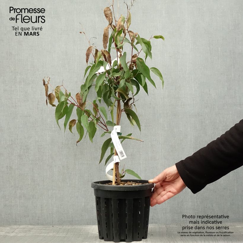 Exemplaar van Eucalyptus obliqua - Gomboom Pot van 4 l/5 l zoals geleverd in de lente