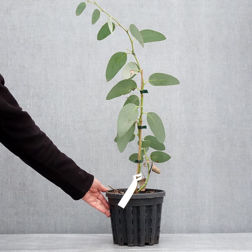 Example of Eucalyptus pauciflora subsp. hedraia Falls Creek - Gommier des neiges Pot van 4 l/5 l as you get in hiver