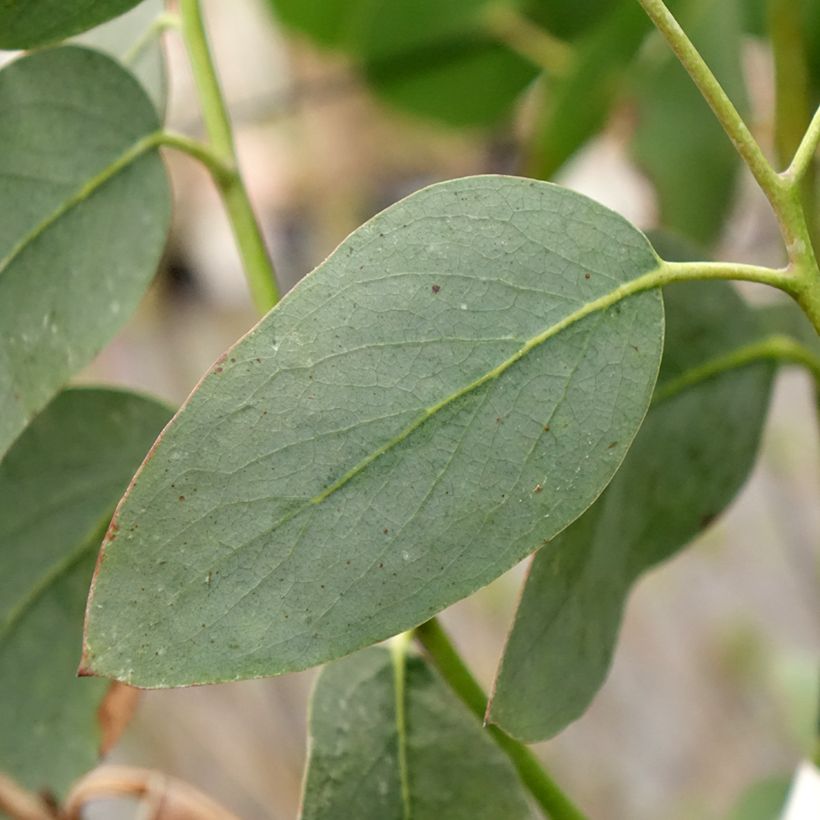 Eucalyptus pauciflora subsp. hedraia Falls Creek - Sneeuweucalyptus (Blad)