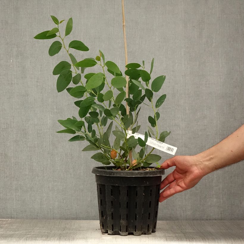 Exemplaar van Eucalyptus pauciflora subsp. niphophila Mt Bogong - Sneeuweucalyptus Pot van 4 l/5 l zoals geleverd in de zomer