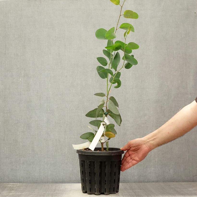 Exemplaar van Eucalyptus pauciflora subsp. pauciflora Buffalo - Gomboom Pot van 4 l/5 l zoals geleverd in de zomer