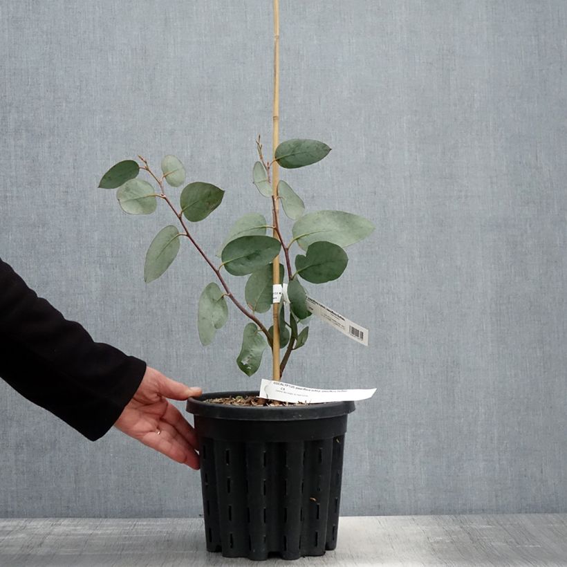 Exemplaar van Eucalyptus pauciflora subsp. pauciflora Buffalo - Gomboom Pot van 4 l/5 l zoals geleverd in de lente