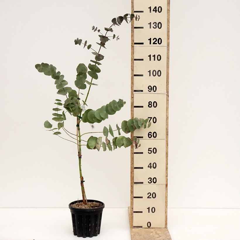 Example of Eucalyptus perriniana - Snoepjesboom Pot van 4 l/5 l as you get in hiver