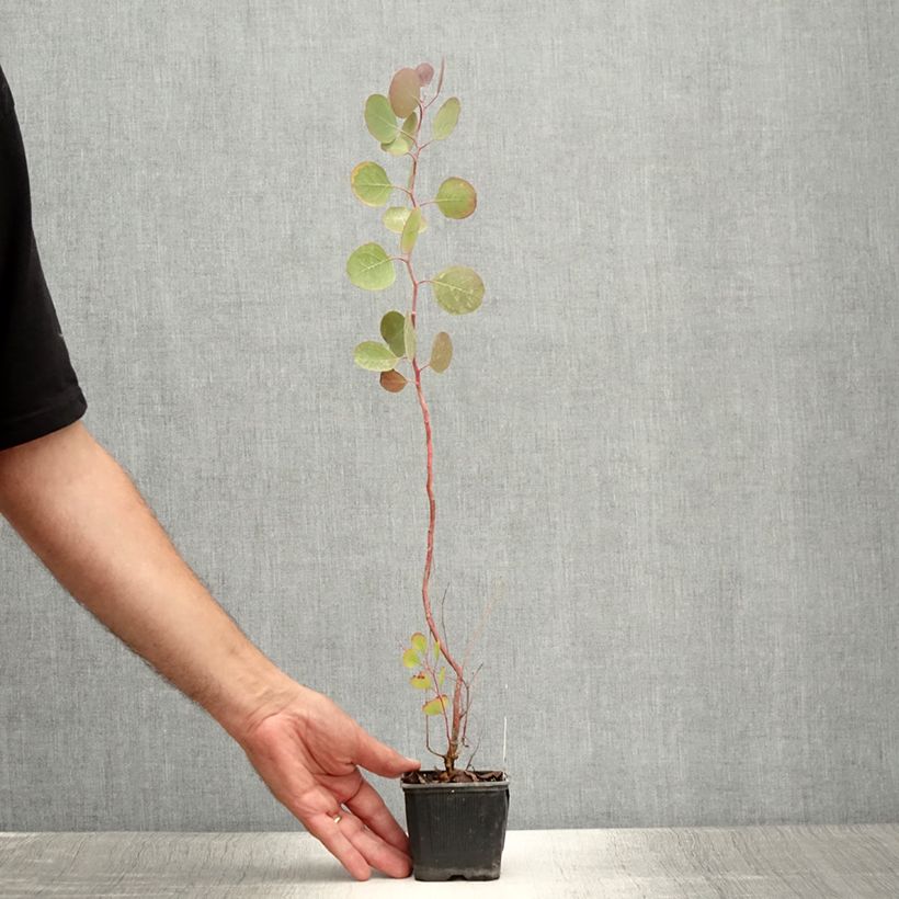 Exemplaar van Eucalyptus polyanthemos - Gomboom Kweekpotje van 8/9 cm zoals geleverd in de zomer