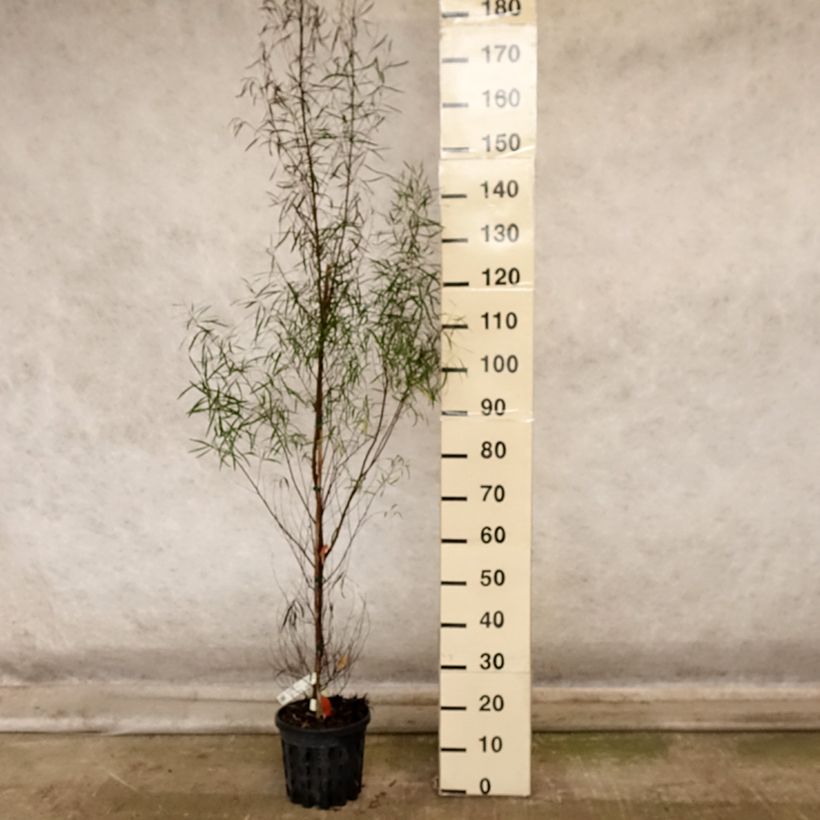 Exemplaar van Eucalyptus pulchella - Gomboom Pot van 4 l/5 l zoals geleverd in de herfst