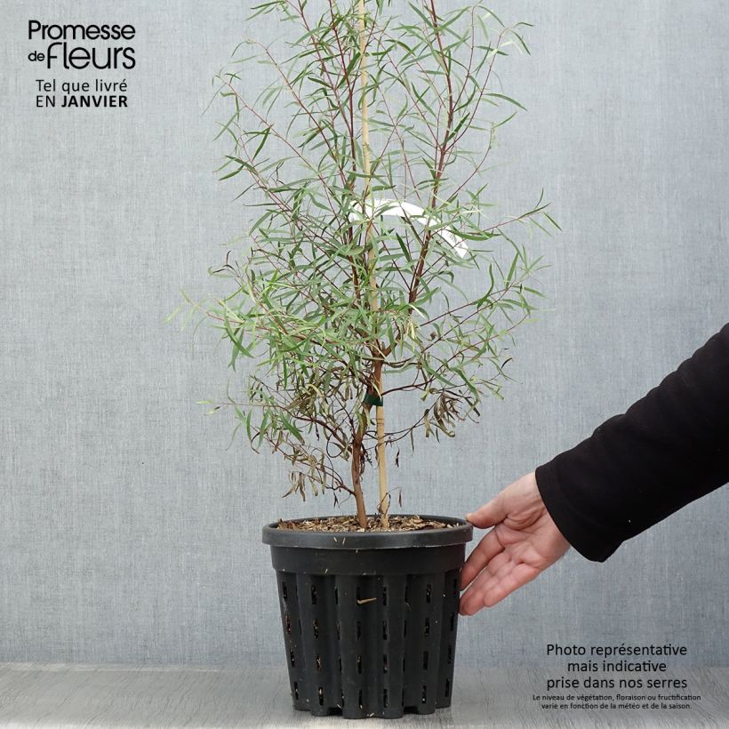 Example of Eucalyptus pulchella - Gommier menthe poivrée blanche Pot van 4 l/5 l as you get in hiver