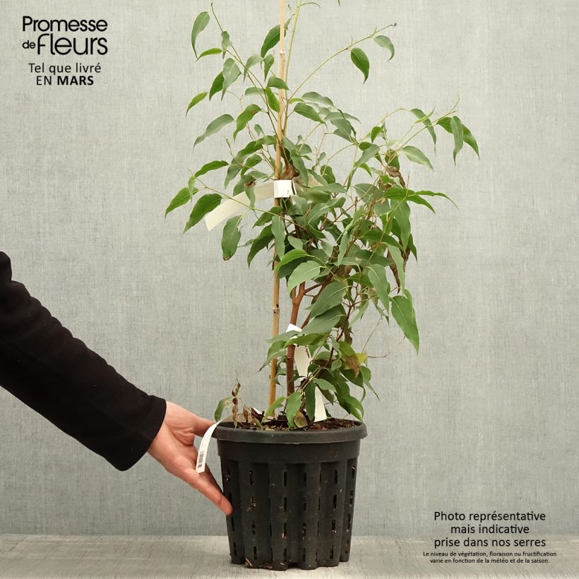 Exemplaar van Eucalyptus regnans - Reuzeneucalyptus Pot van 4 l/5 l zoals geleverd in de lente