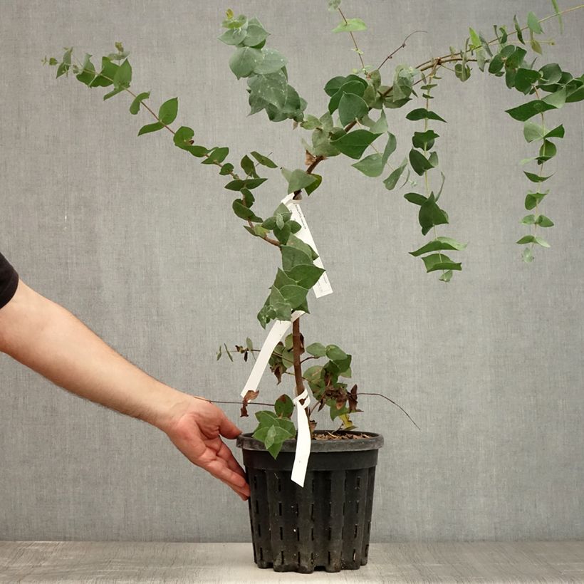Exemplaar van Eucalyptus risdonii - Gomboom Pot van 4 l/5 l zoals geleverd in de zomer