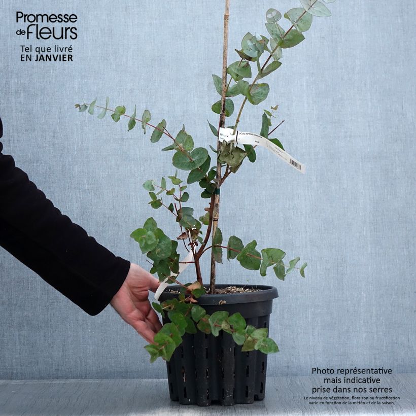 Example of Eucalyptus risdonii - Gomboom Pot van 4 l/5 l as you get in hiver