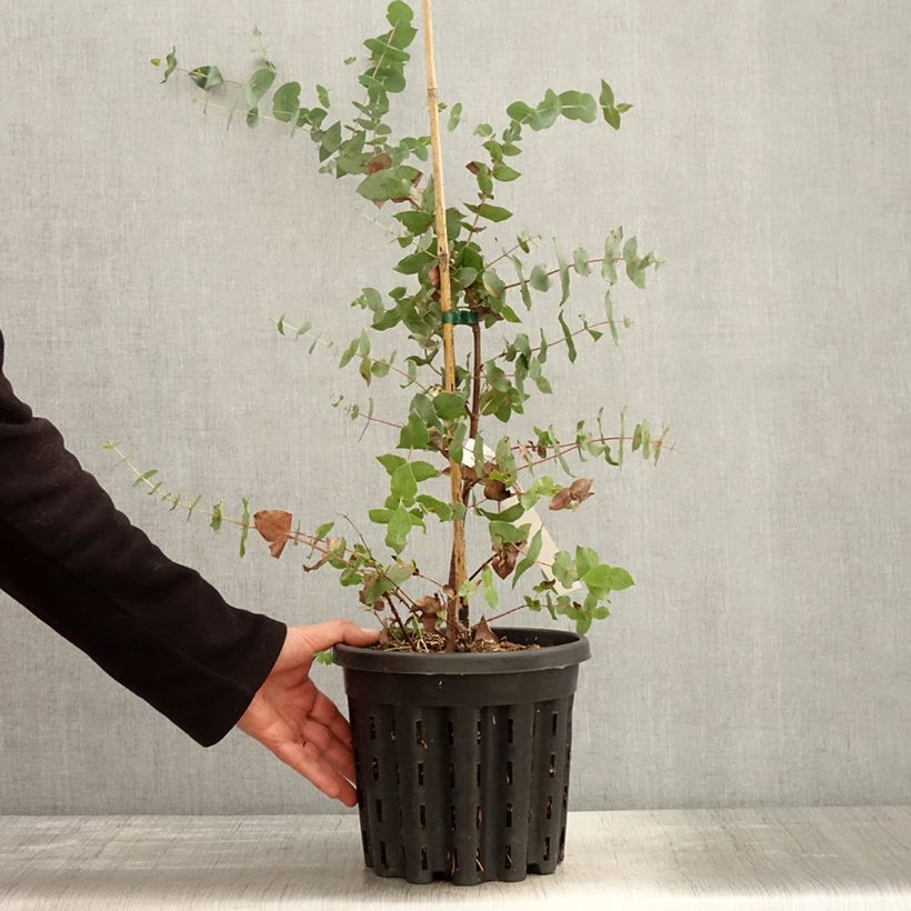 Exemplaar van Eucalyptus risdonii - Gomboom Pot van 4 l/5 l zoals geleverd in de lente