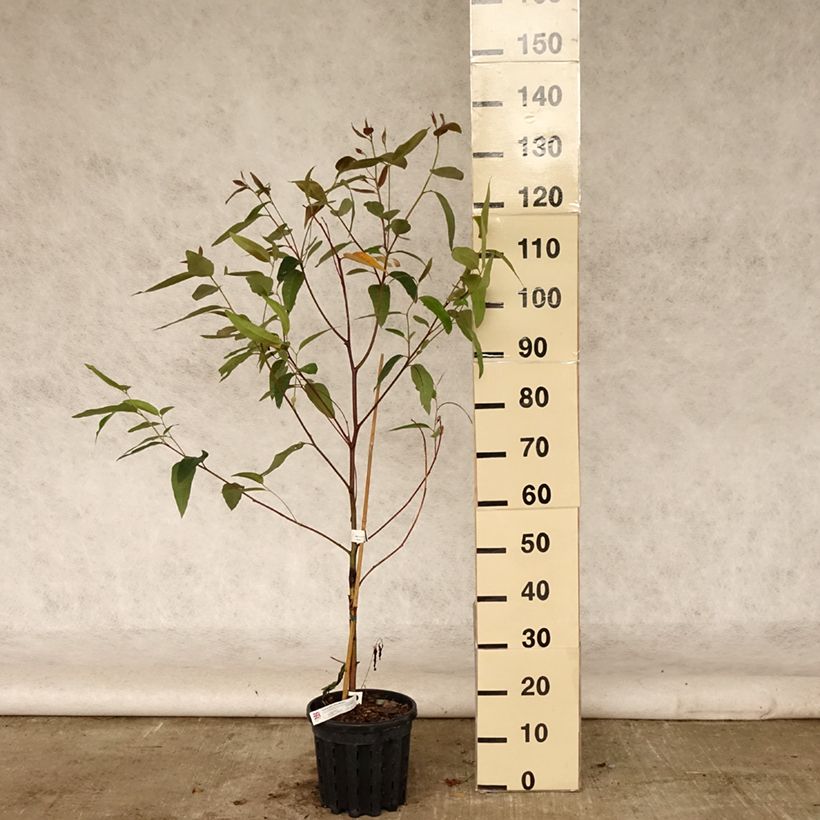 Exemplaar van Eucalyptus robusta - Gomboom Pot van 4 l/5 l zoals geleverd in de zomer