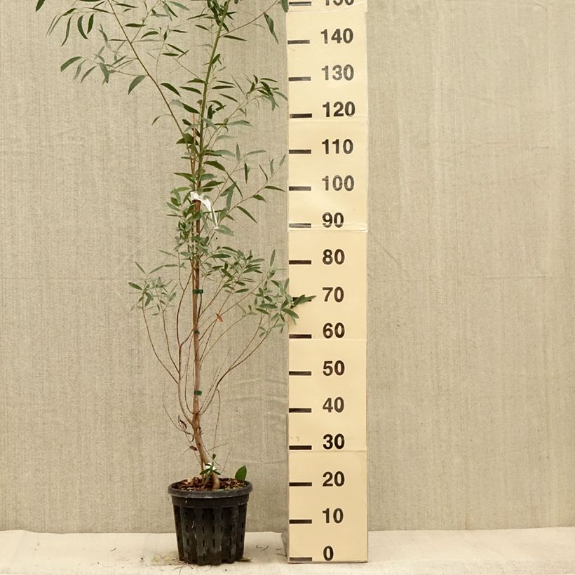 Exemplaar van Eucalyptus rodwayi - Gomboom Pot van 4 l/5 l zoals geleverd in de herfst