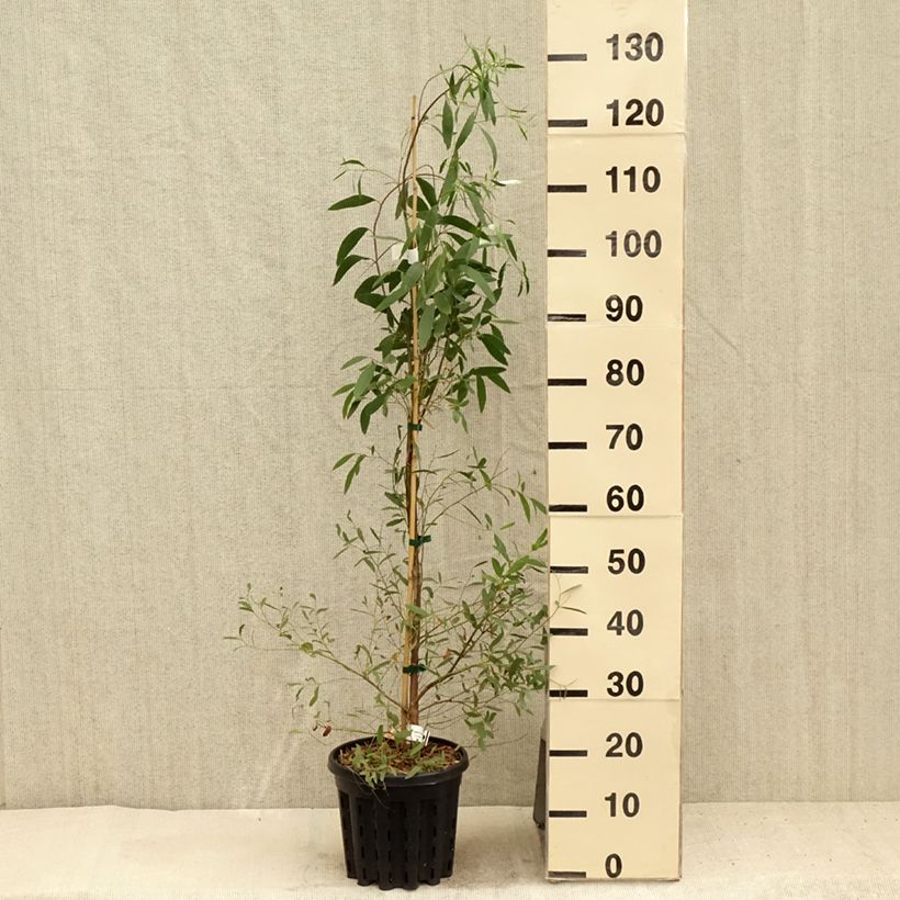 Exemplaar van Eucalyptus rodwayi - Gomboom Pot van 4 l/5 l zoals geleverd in de zomer