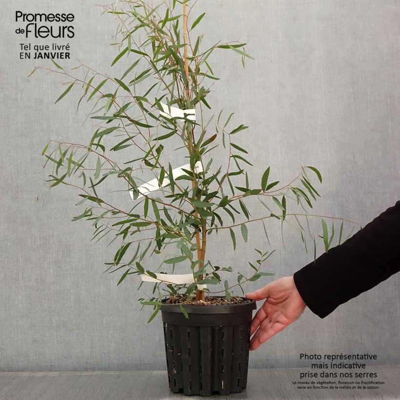 Example of Eucalyptus rodwayi - Gomboom Pot van 4 l/5 l as you get in hiver