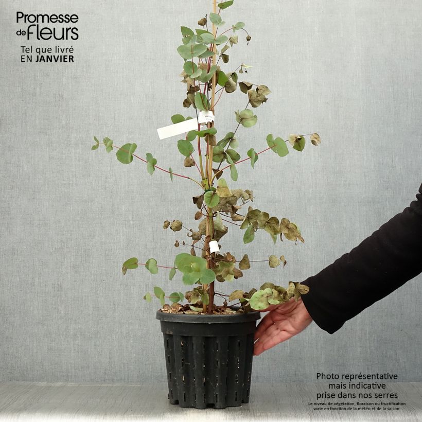 Example of Eucalyptus rubida - Gommier chandelle ou à ruban, Gommier blanc Pot van 4 l/5 l as you get in hiver