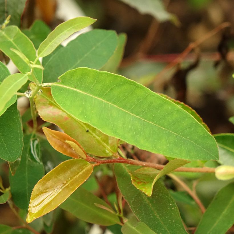 Eucalyptus saligna - Gomboom (Blad)