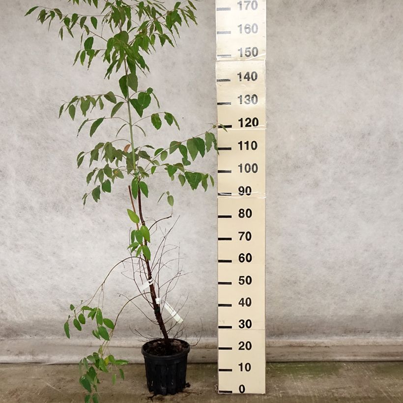 Exemplaar van Eucalyptus saligna - Gomboom Pot van 4 l/5 l zoals geleverd in de herfst