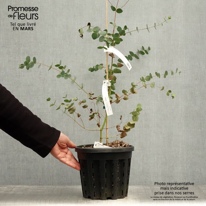 Exemplaar van Eucalyptus saxatilis - Gomboom Pot van 4 l/5 l zoals geleverd in de lente