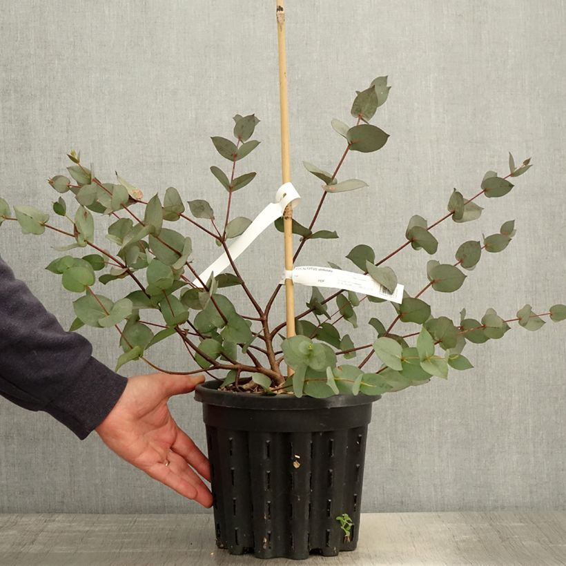 Exemplaar van Eucalyptus stellulata - Gomboom Pot van 3 l/4 l zoals geleverd in de lente