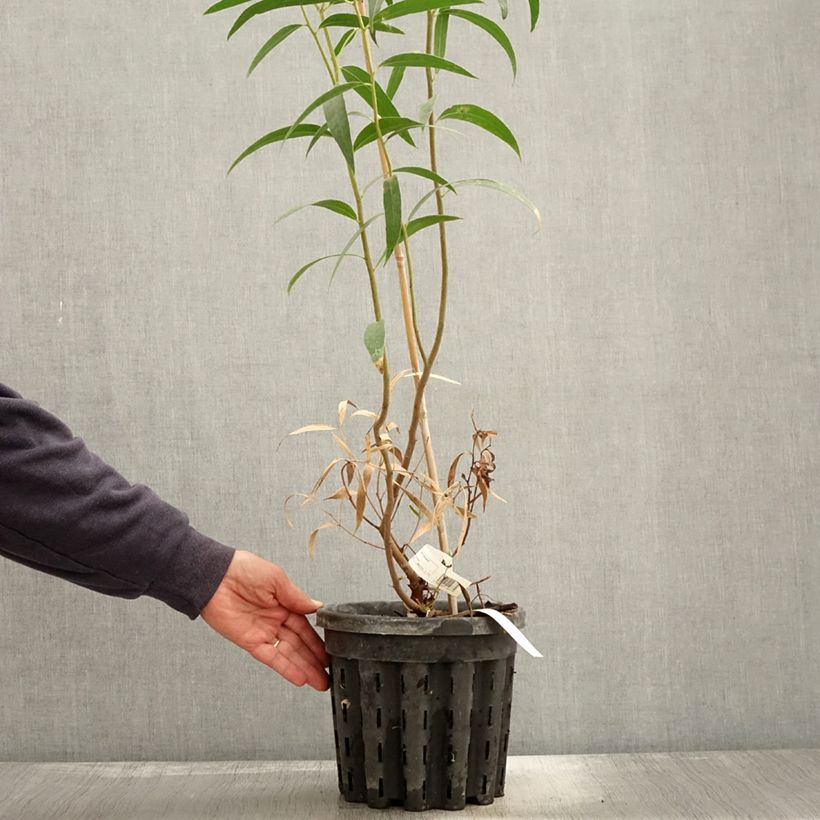 Exemplaar van Eucalyptus stricta - Gomboom Pot van 4 l/5 l zoals geleverd in de herfst