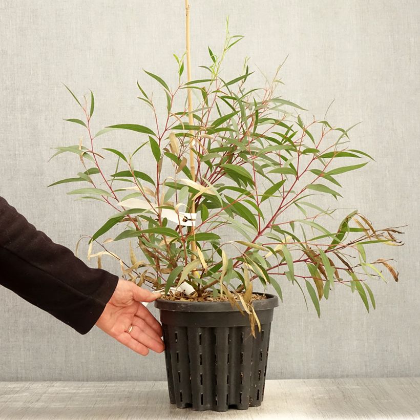 Exemplaar van Eucalyptus stricta - Gomboom Pot van 4 l/5 l zoals geleverd in de lente