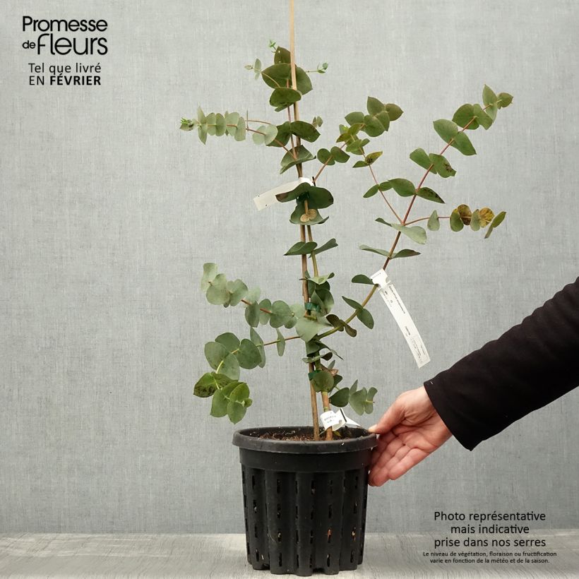 Example of Eucalyptus sturgissiana - Mallée d'Ettrema Pot van 4 l/5 l as you get in hiver
