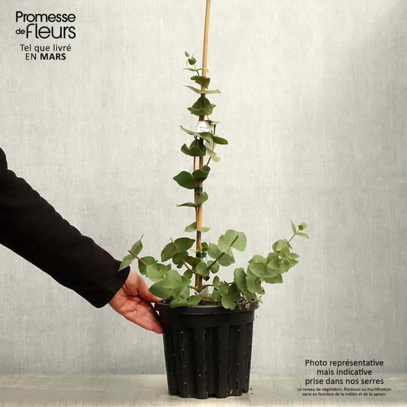 Exemplaar van Eucalyptus sturgissiana - Gomboom Pot van 4 l/5 l zoals geleverd in de lente