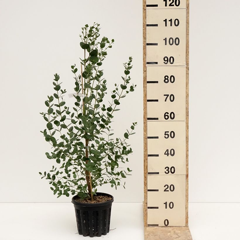 Example of Eucalyptus subcrenulata - Gomboom Pot van 4 l/5 l as you get in hiver