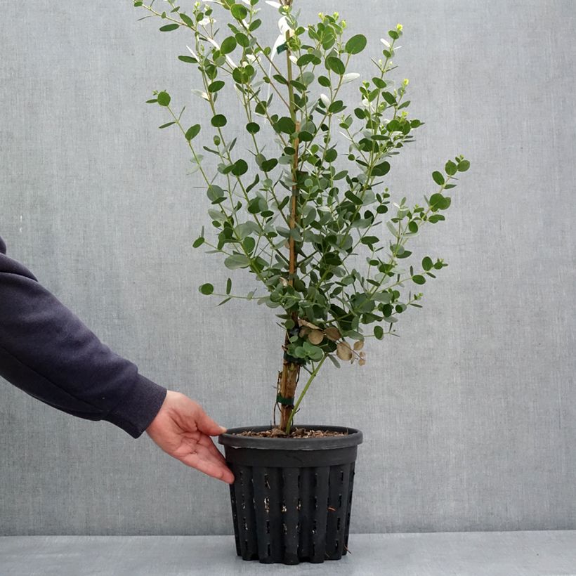Exemplaar van Eucalyptus subcrenulata - Gomboom Pot van 4 l/5 l zoals geleverd in de lente