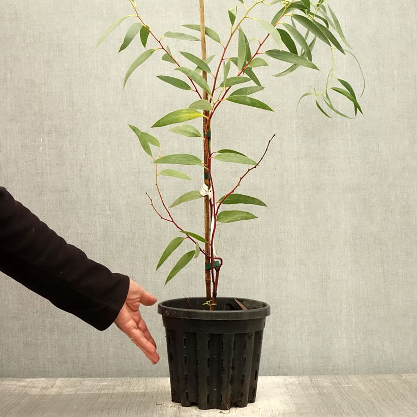 Exemplaar van Eucalyptus tetraptera - Gomboom Pot van 4 l/5 l zoals geleverd in de herfst