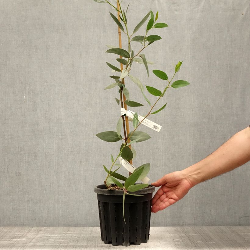 Exemplaar van Eucalyptus tetraptera - Gomboom Pot van 4 l/5 l zoals geleverd in de zomer