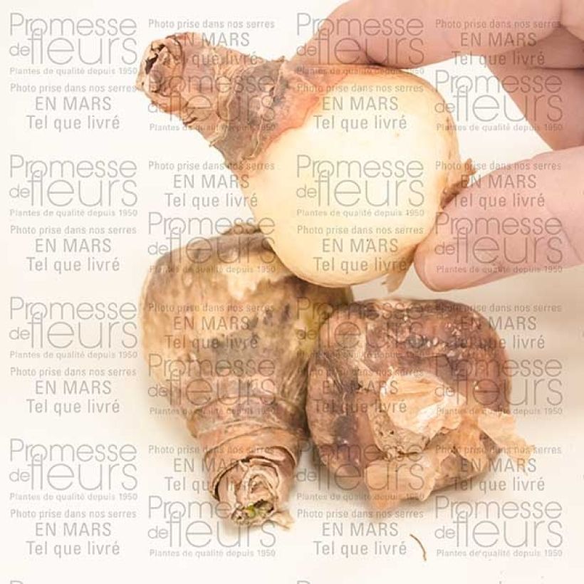 Voorbeeld van een exemplaar van Eucharis amazonica - Amazone lelie Bol kaliber I zoals geleverd