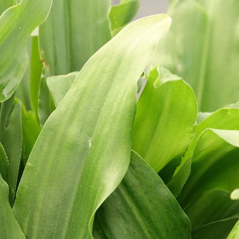 Eucomis autumnalis - Kuiflelie (Blad)