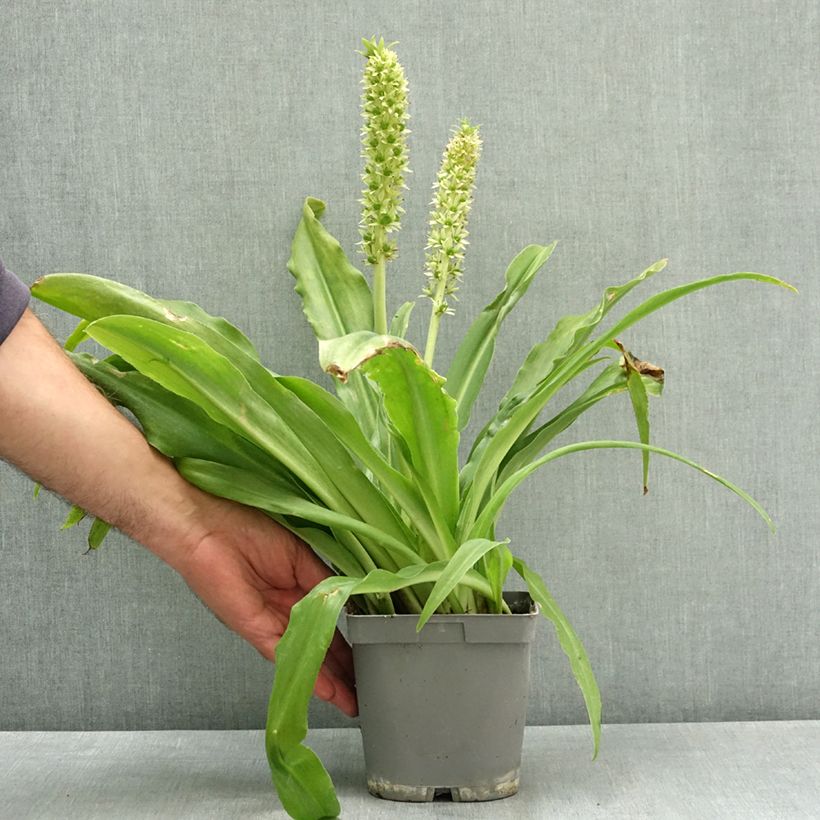 Exemplaar van Eucomis autumnalis - Kuiflelie Pot van 2 l/3 l kaliber 14/16 zoals geleverd in de zomer