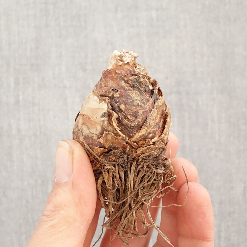 Exemplaar van Eucomis bicolor Alba - Kuiflelie Bol kaliber 16+ zoals geleverd in de lente