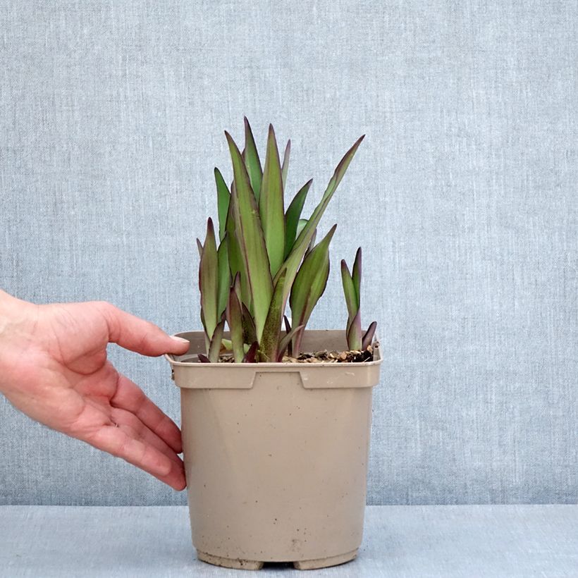 Example of Eucomis comosa Can Can - Fleur ananas Pot van 3 l/4 l Kaliber/Größe 18/20 as you get in printemps