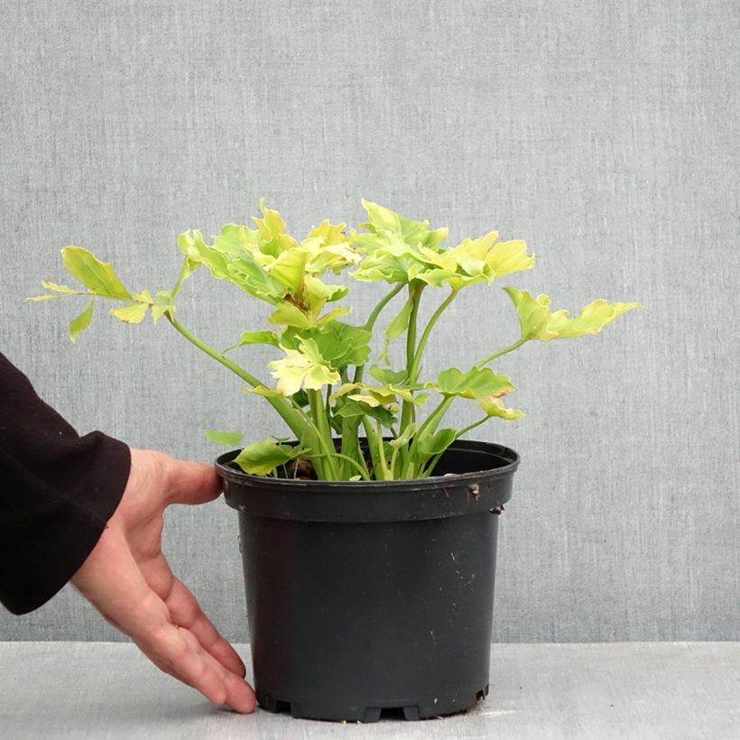 Exemplaar van Eucomis comosa Can Can - Ananasplant Pot van 3 l/4 l kaliber 18/20 zoals geleverd in de herfst