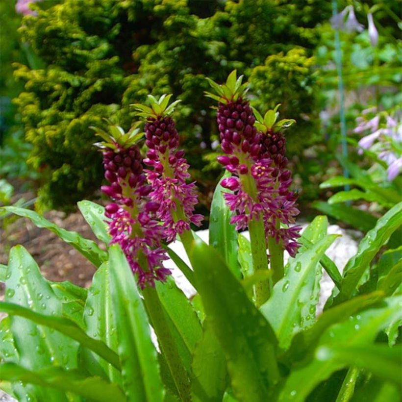 Eucomis comosa Leia - Ananasplant (Bloei)