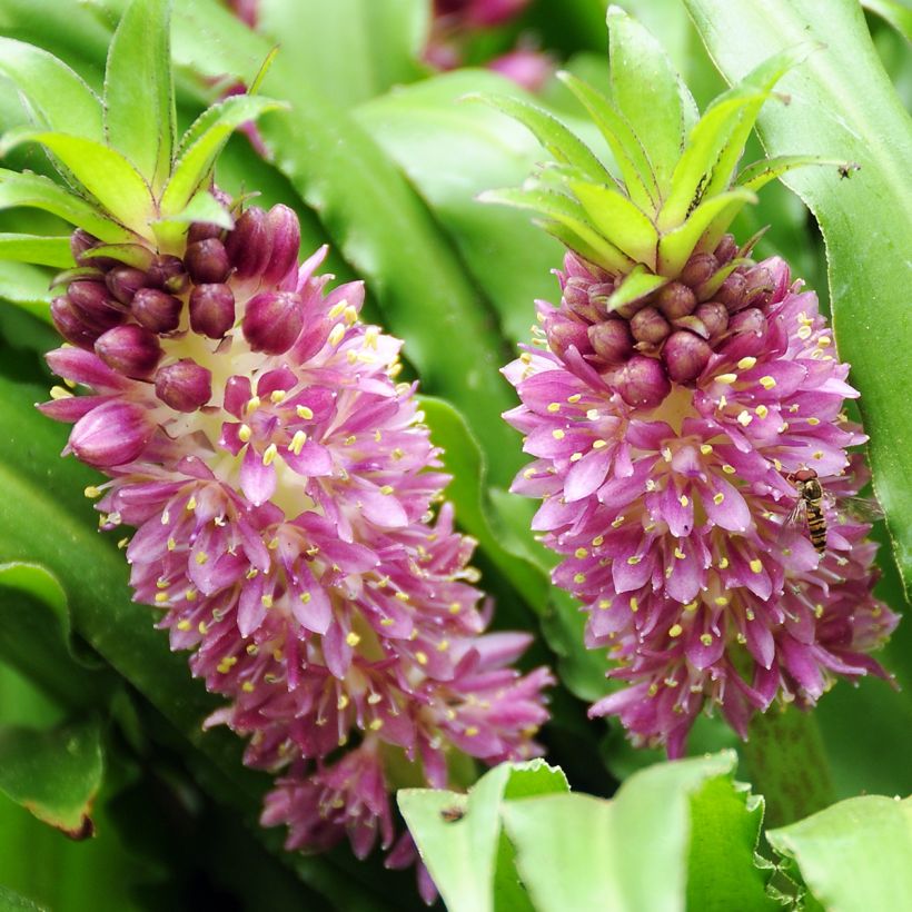 Eucomis comosa Sparkling Burgundy - Ananasplant (Flowering)