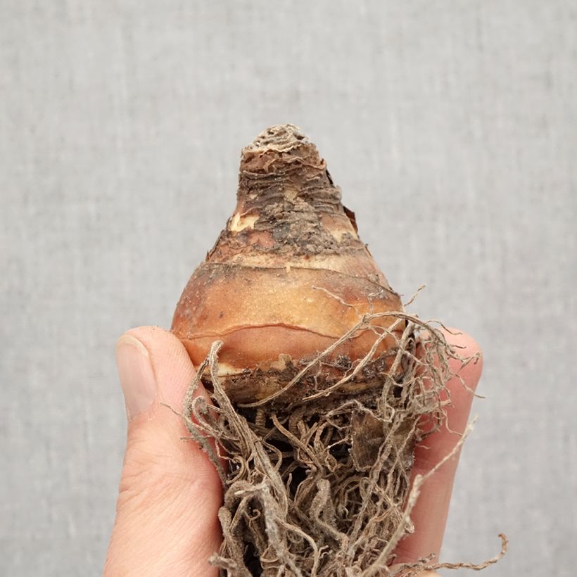 Example of Eucomis comosa Sparkling Burgundy®  - Eucomide rose à feuillage pourpre Bol size 18 as you get in printemps