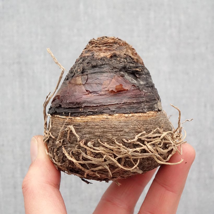 Example of Eucomis pole-evansii - Eucomide blanche à coeur mauve. Bol size 24+ as you get in printemps