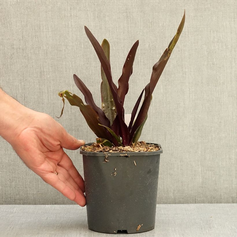 Exemplaar van Eucomis Purple Reign - Kuiflelie Pot van 1 l/1,5 l kaliber 14+ zoals geleverd in de zomer