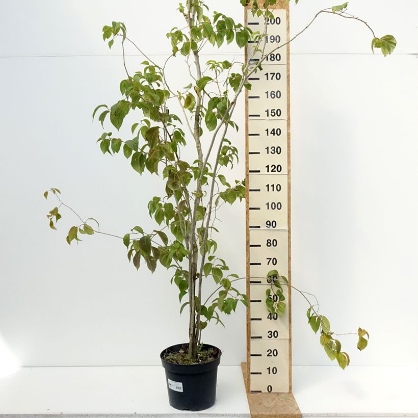 Exemplaar van Eucommia ulmoides - Winterharde rubberboom Pot van 12 l/15 l zoals geleverd in de zomer