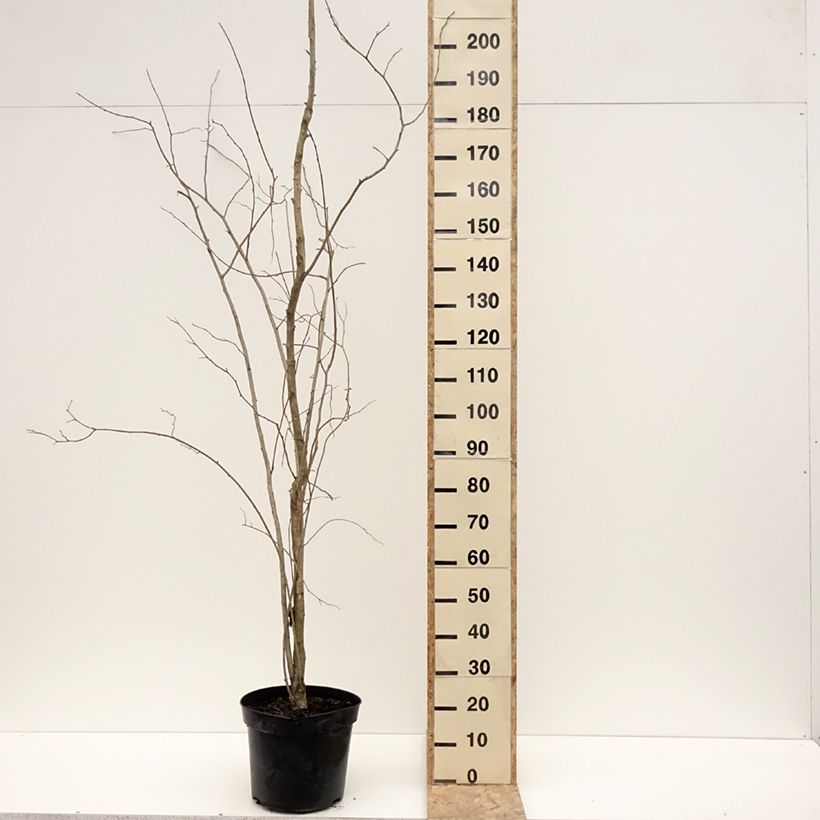 Example of Eucommia ulmoides - Arbre à gutta-percha Pot van 12 l/15 l as you get in hiver