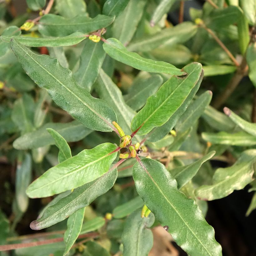 Eucryphia moorei - Leatherwood (Blad)